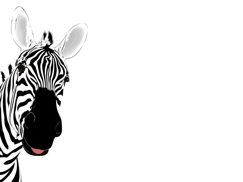 Zebra Wallpapers 16 Best Wallpapers Collection