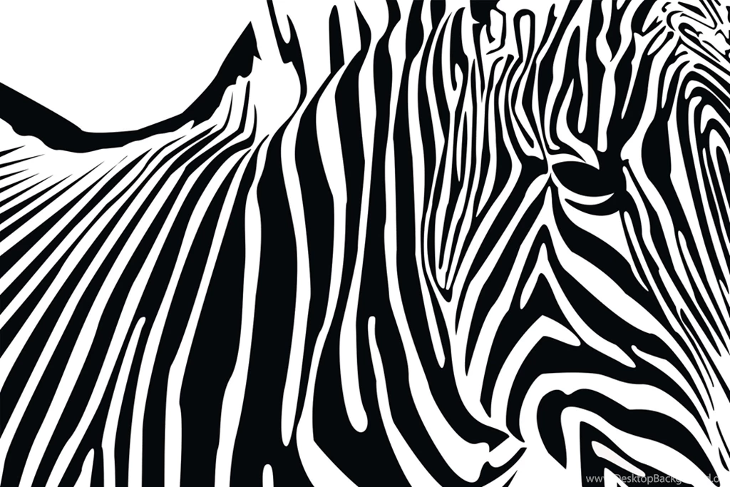 Zebra Wallpapers HD