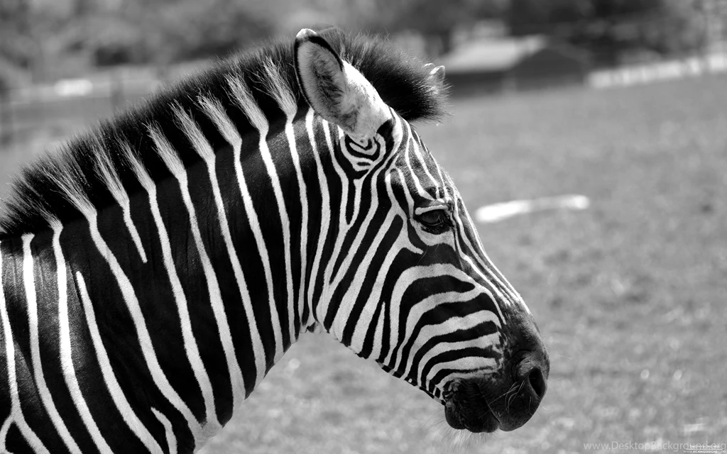 Zebra 7 25 2013 Wallpapers