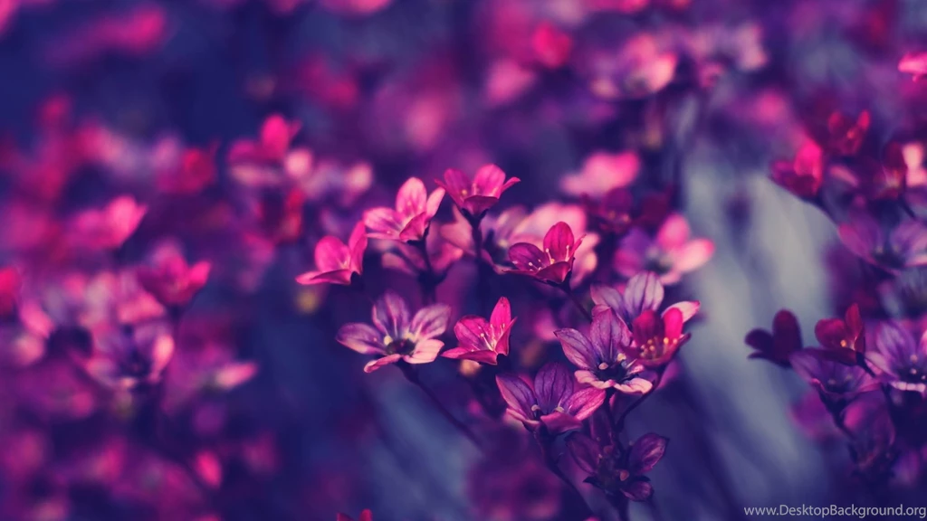Purple Flower Wallpapers