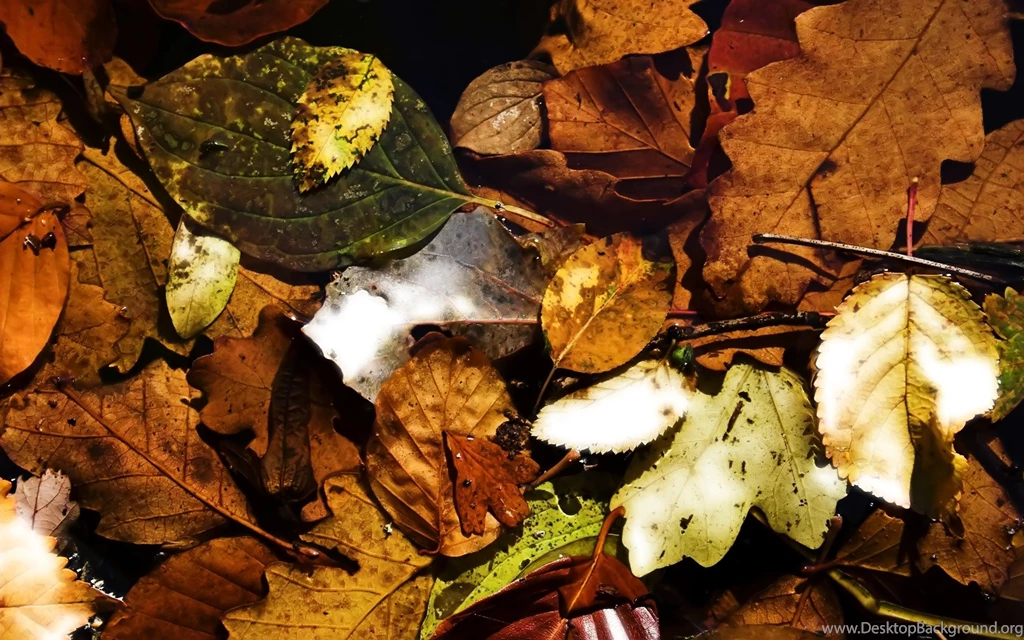 25 Stunning Fall Wallpapers