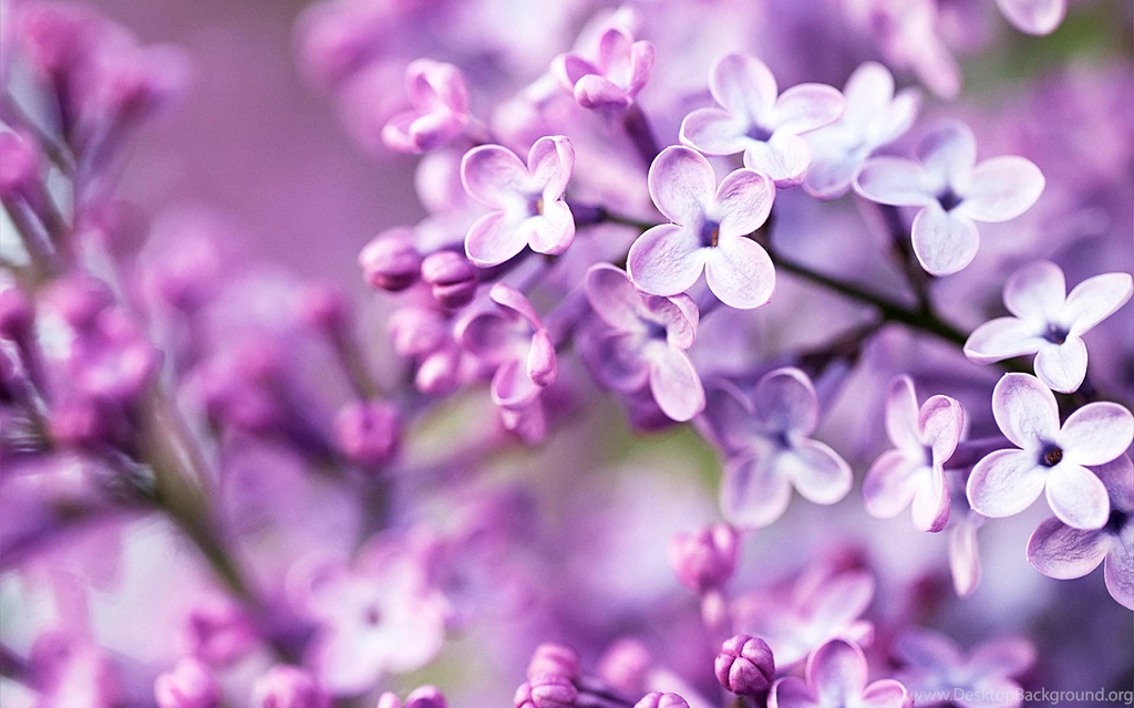 Flowers Wallpapers Hd