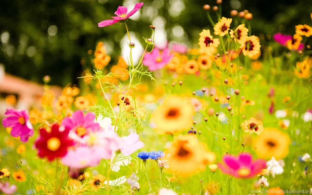 Flowers Image