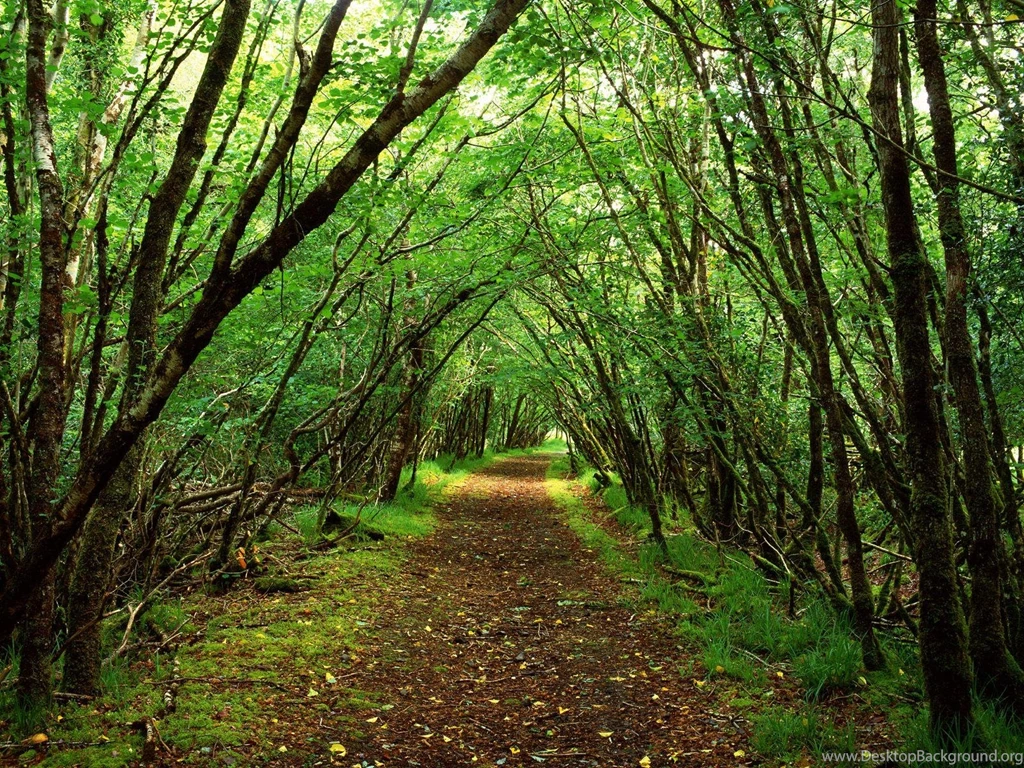 Forest D1W HD Wallpapers Desktop Backgrounds