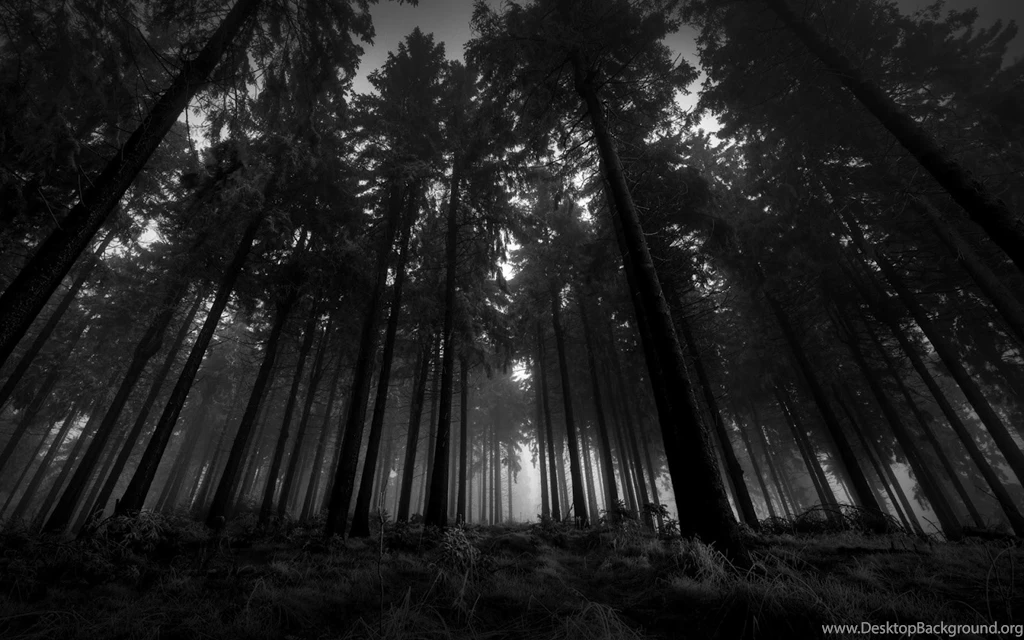 Wallpapers Download Black Forest Wallpapers