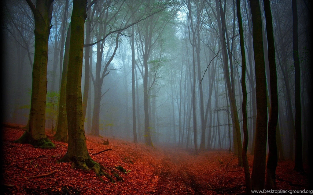 Black Forest HD Wallpapers