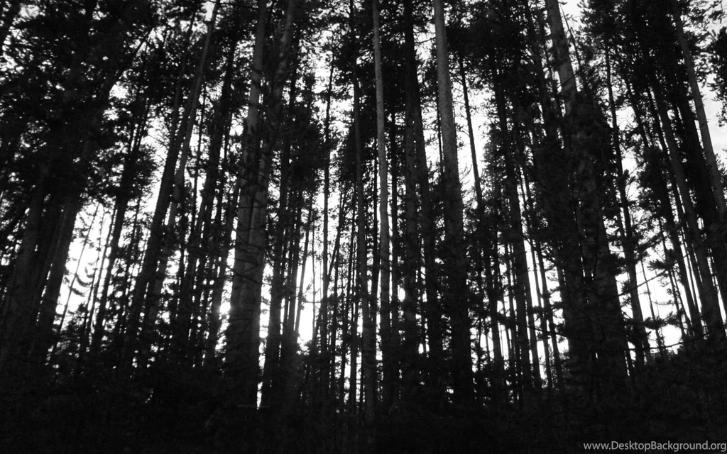 Black Forest Wallpapers