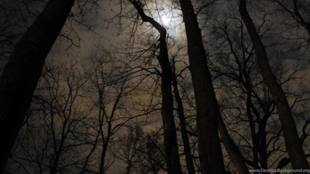 Black Forest Wallpapers   (