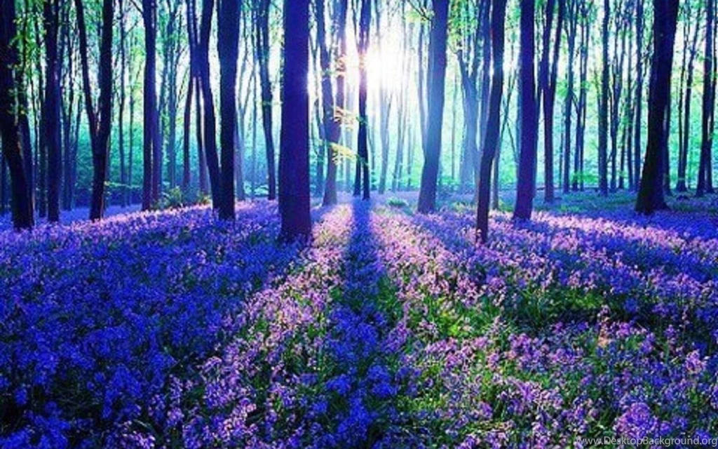 Sunlight Peeking Over Lavender Beauty 1230499 Wallpapers (