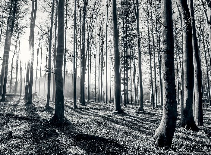Black And White Forest Wallpapers Murals