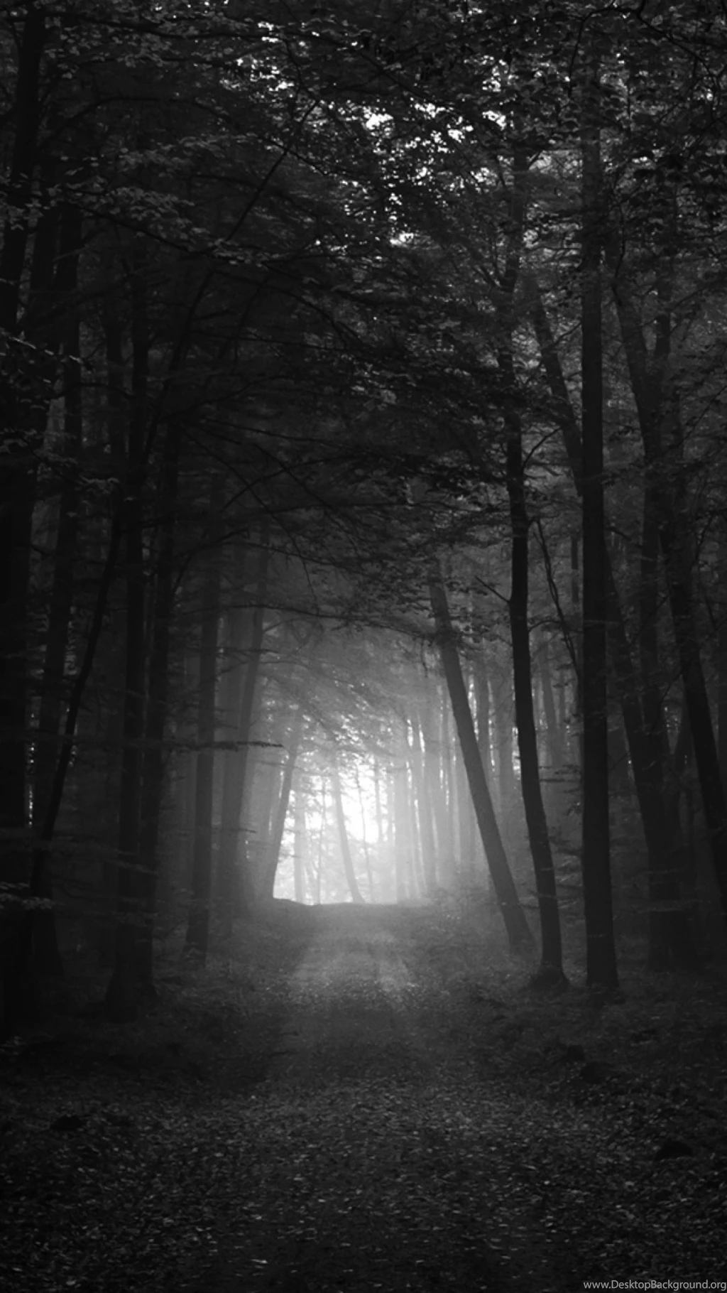 Black And White Dark Forest S4 Wallpapers