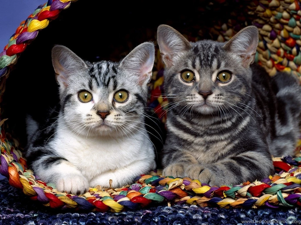 Two Beautiful Cat Wallpapers