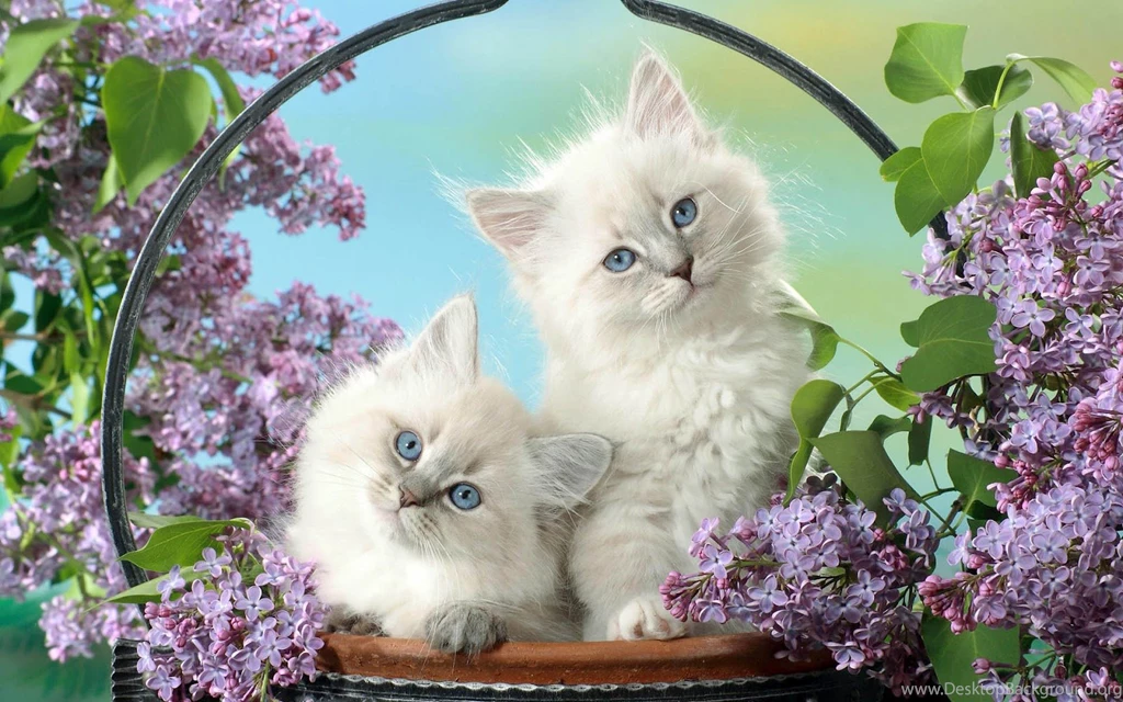 Cute Cat Wallpapers