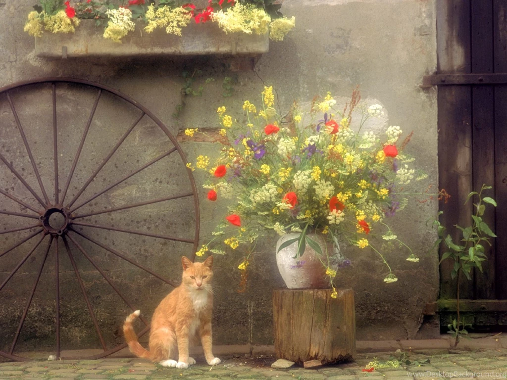 Free HQ Country Kitty Wallpapers Free HQ Wallpapers