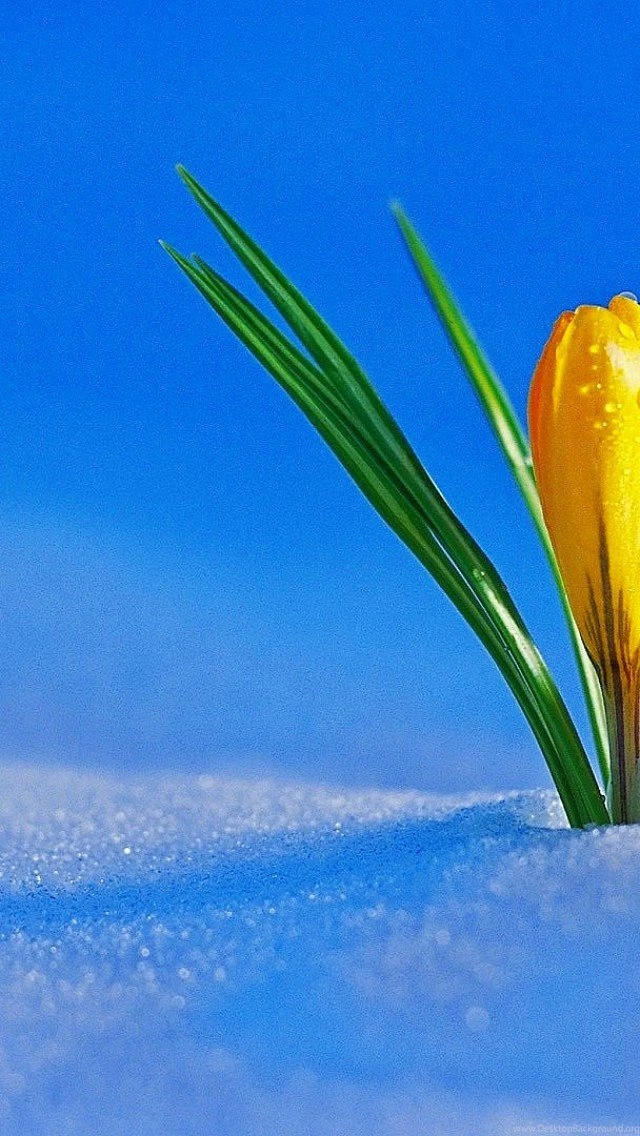 Wallpapers Weekends: Spring Rises
