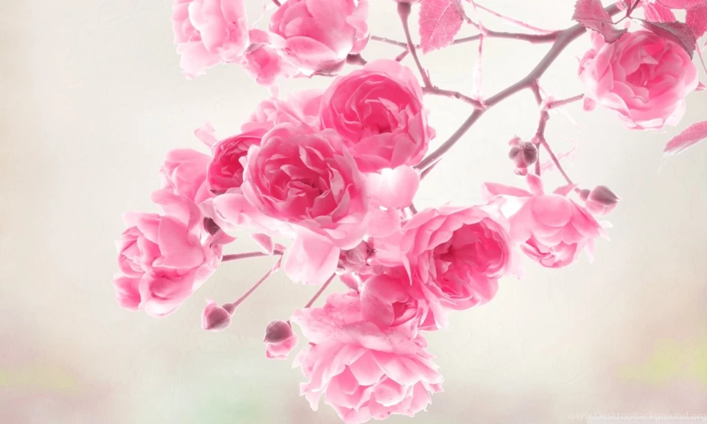 Pretty Pink Wallpapers All Wallpapers New