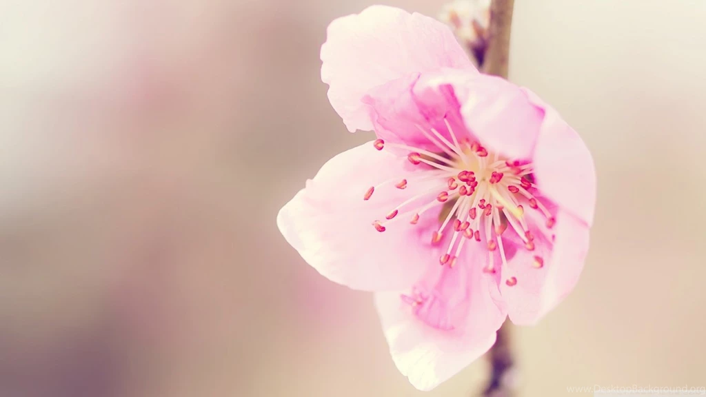 Pretty Pink Flower HD Desktop Wallpapers : High Definition ...