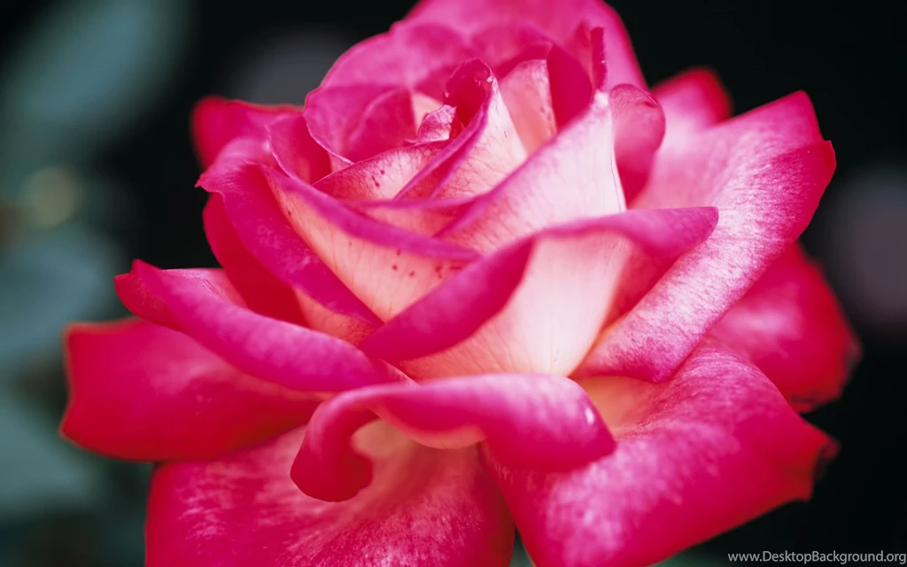 Pink (Color) Pretty Pink Roses Wallpapers