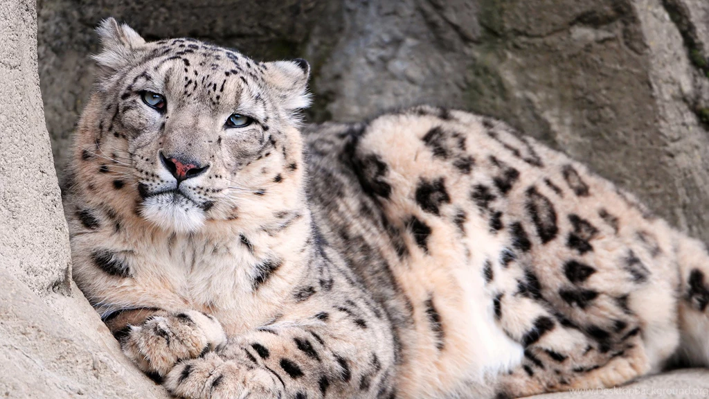 2560x1440 Snow Leopard Zoo Wallpapers