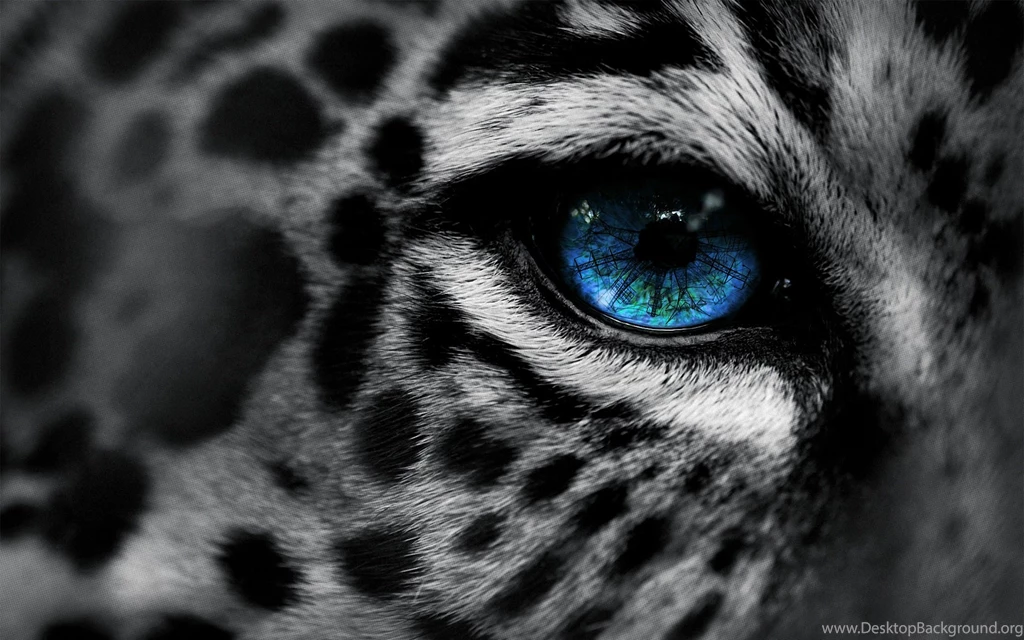 Jaguar Logo Hd Wallpapers 1080p Johnywheels.com