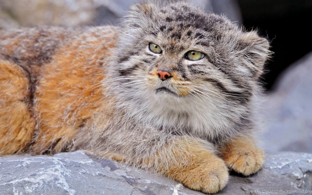 Baby Snow Leopard.jpg