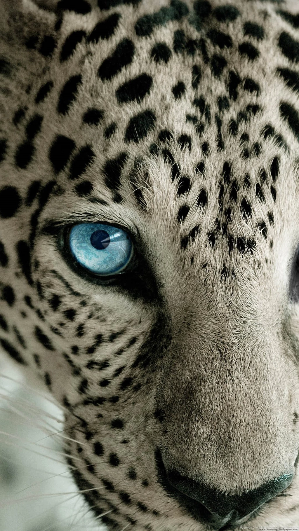 Snow Leopard Blue Eye iPhone 6 Plus HD Wallpapers / IPod Wallpapers ...