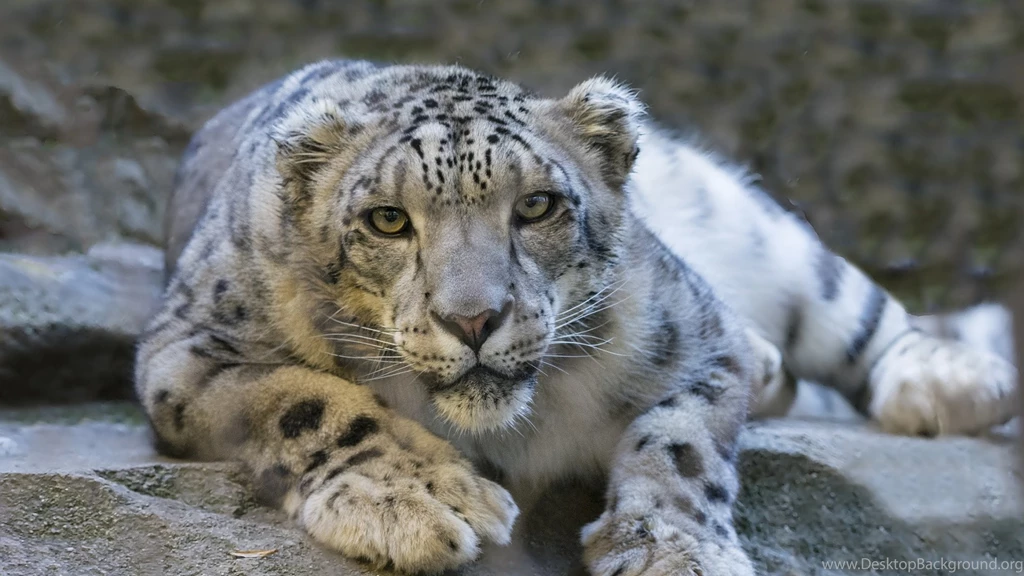 Snow Leopard Big Cat Animal Ice HD Wallpapers