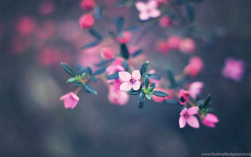 Pink Emotion Wallpapers