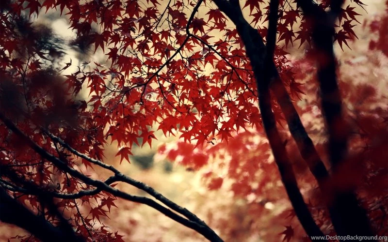 Autumn Wood Forest Photography Leaves Deviantart Momiji 2560x1600 ...