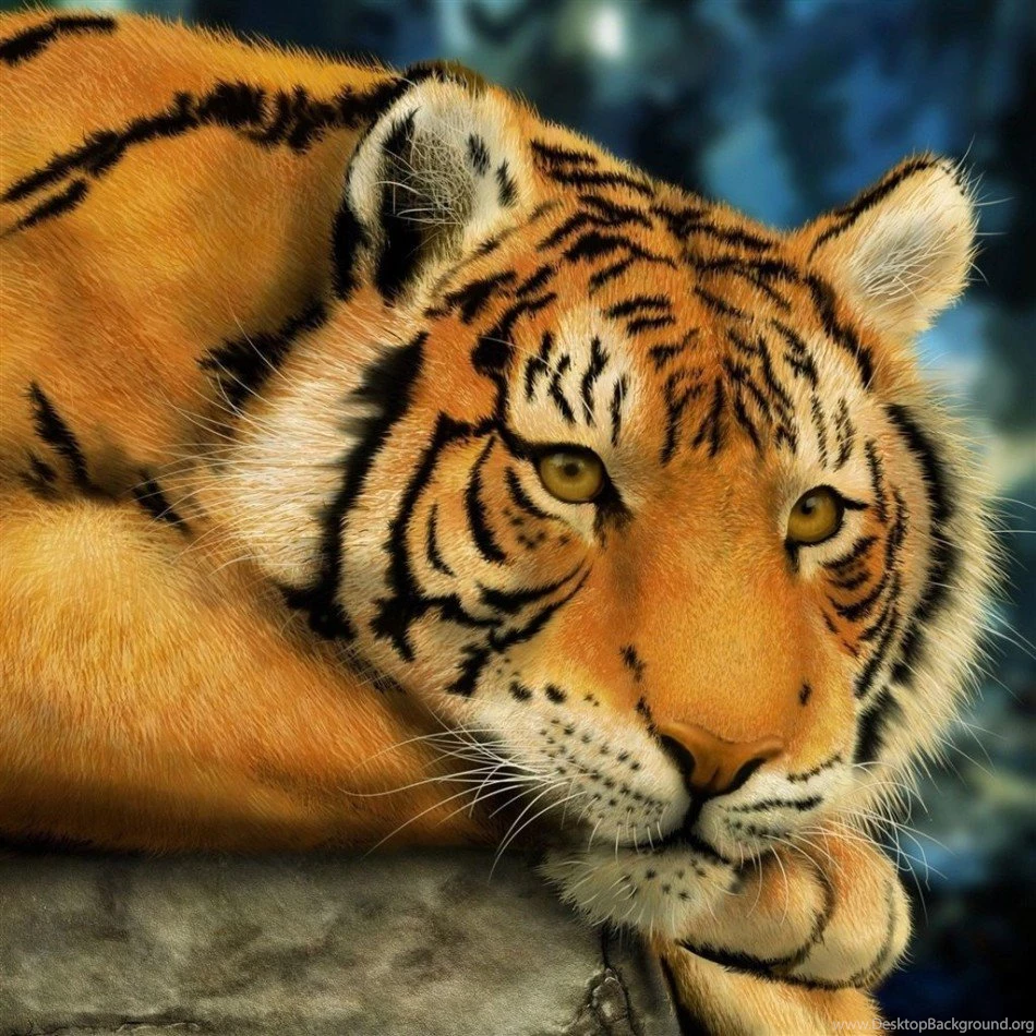 Big Lazy Tiger Ipad Air Wallpapers