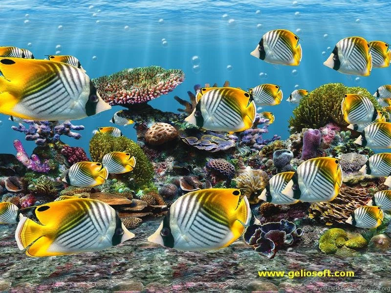How To Put The Backgrounds On A Fish Tankfish Tank Hd Mitagesroe ...