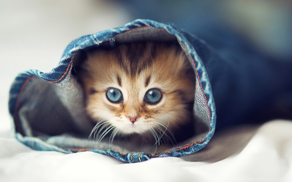Download Free 100 Cute And Sweet Cat Wallpapers The Quotes Land