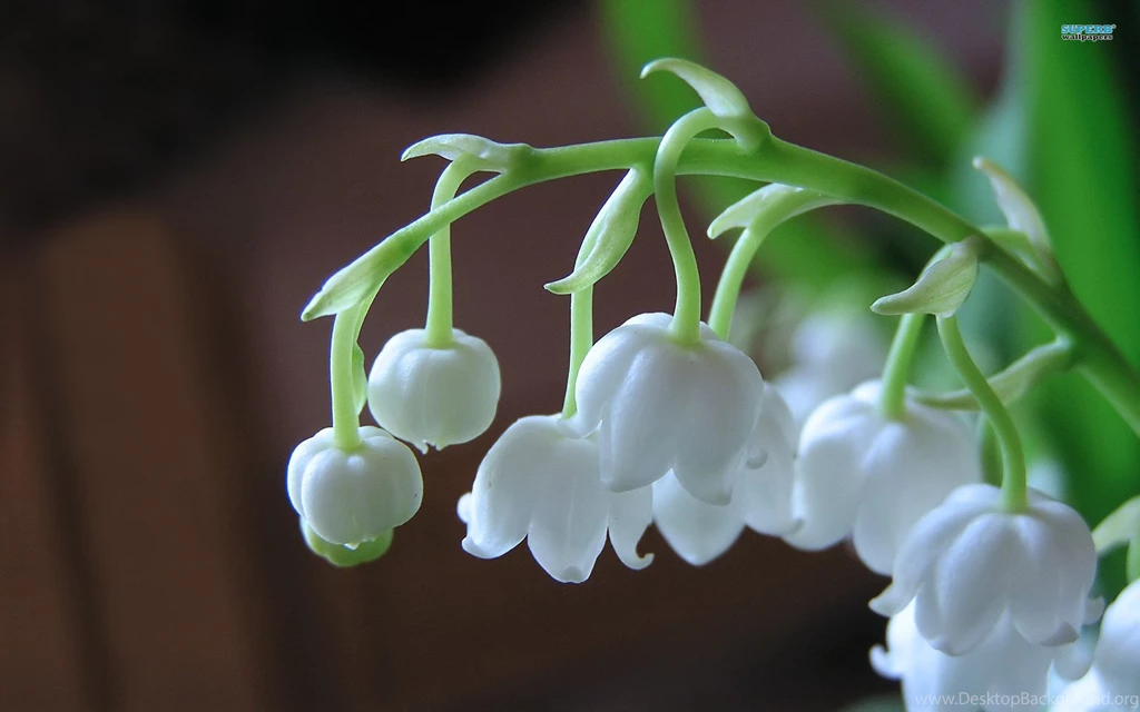 Wallpapers Lily Of The Valley .2 1920x1200