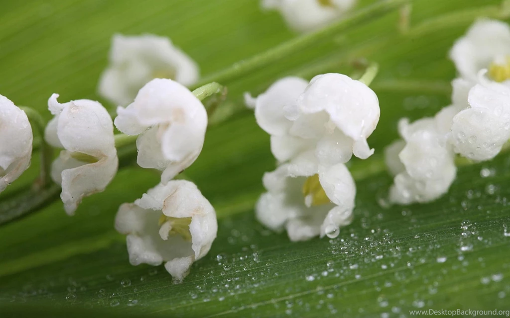 Lily Of The Valley Wallpapers