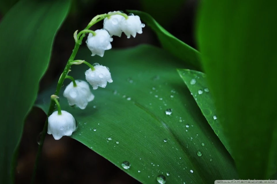 Lily Of The Valley HD Desktop Wallpapers : High Definition ...