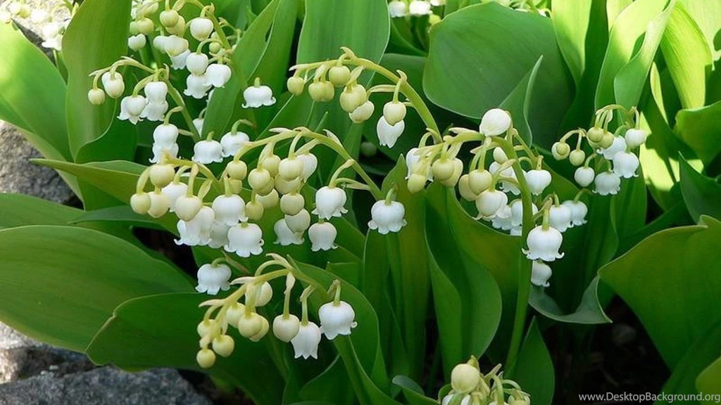 LILY OF THE VALLEY WALLPAPER   (