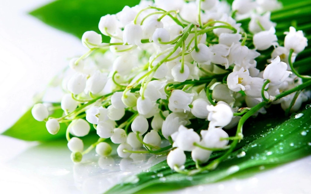 Bouquet Of Lily Of The Valley (id: 65475) – BUZZERG