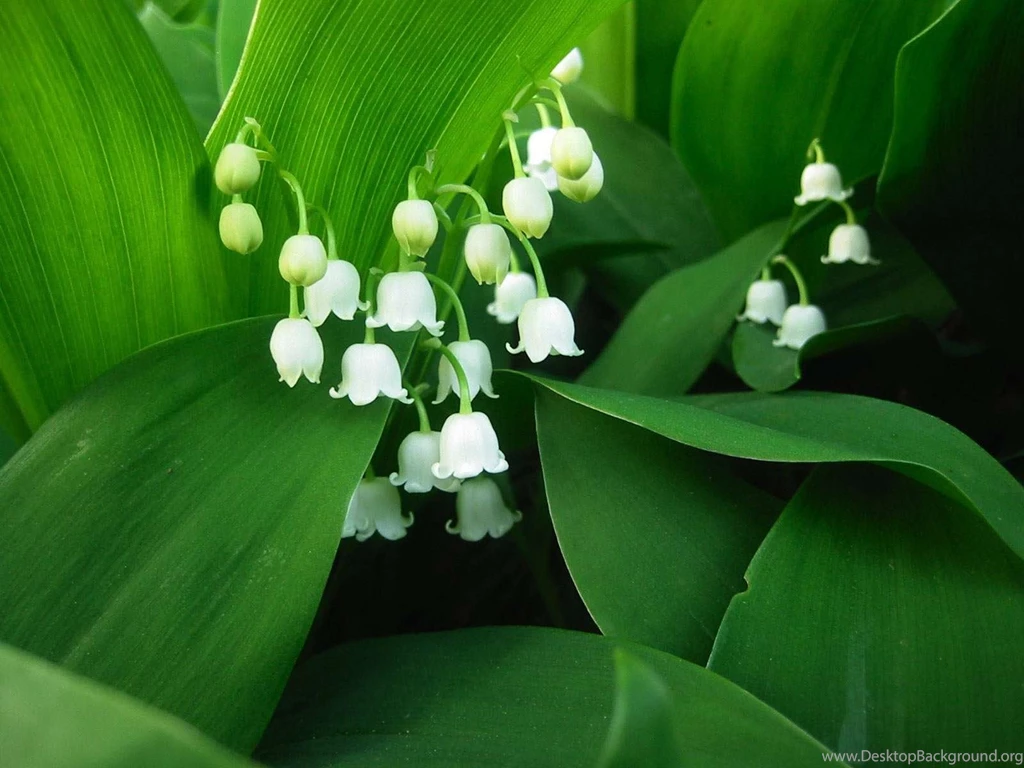Lily Of The Valley Free Wallpapers In HD For Desktop