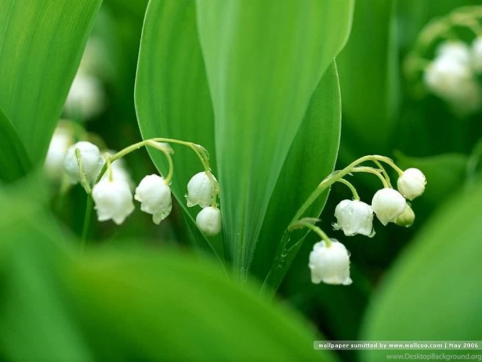 Lily Of The Valley Wallcoo.net