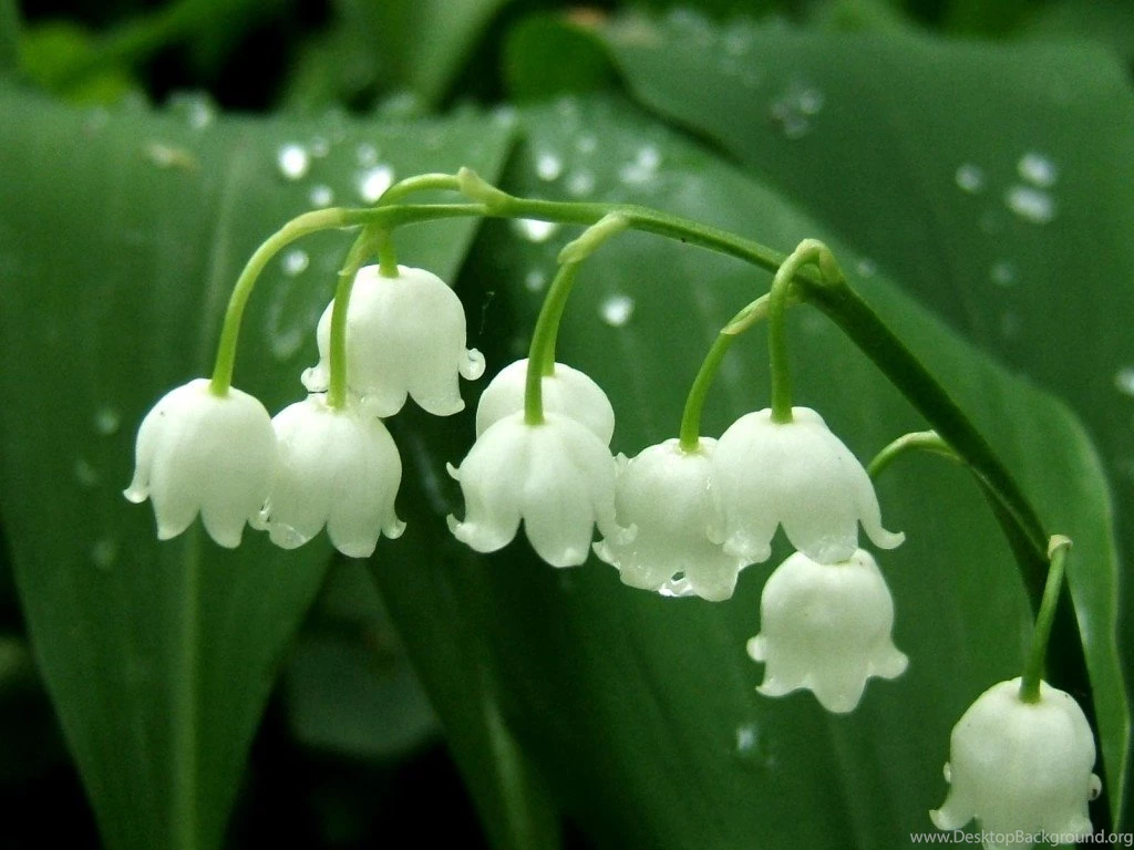HD Lily Of The Valley Wallpapers And Photos