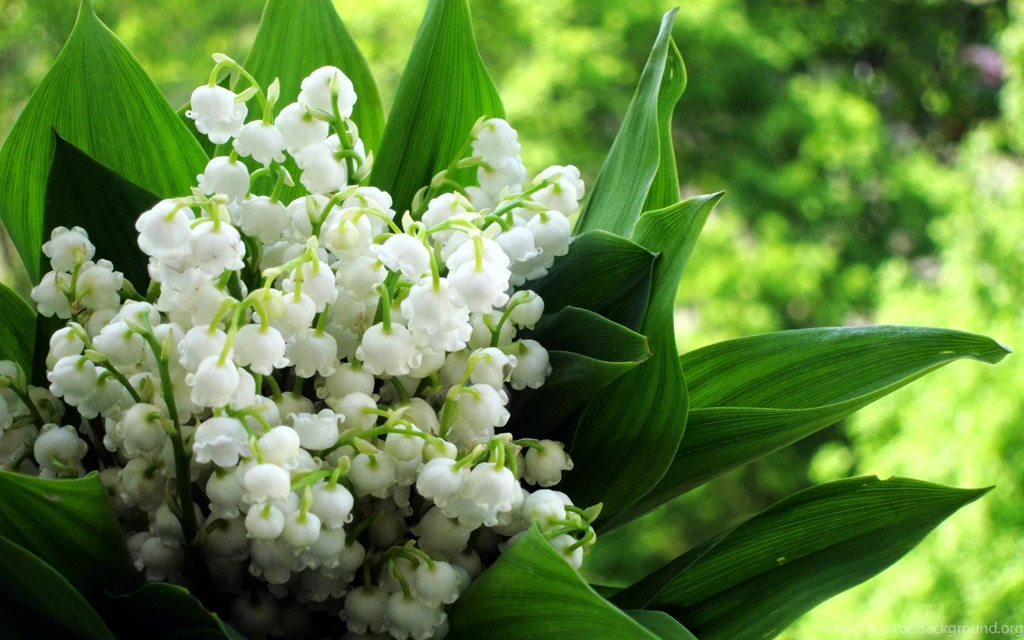 Johnny Walker Whiskey HD Wallpapers