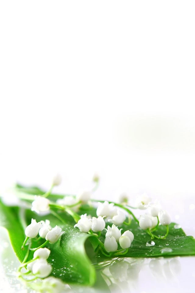 Lily Of The Valley Wallpapers   Free iPhone Wallpapers