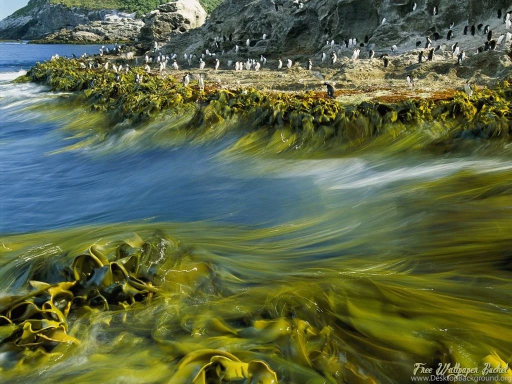 Stunning And Eye Catching 3D Natural Scene Animal Fish High ...