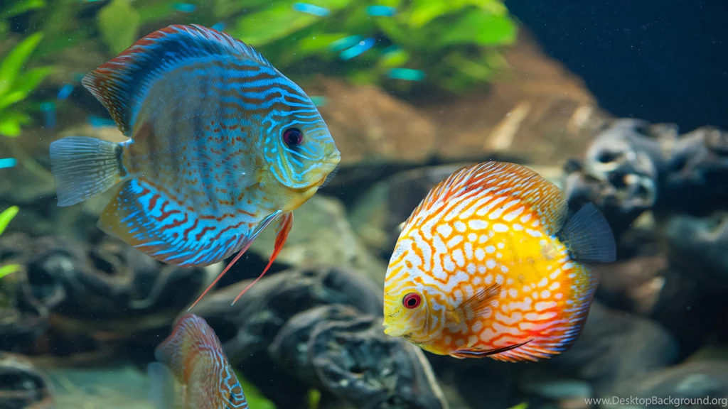 Tropical Fish Nature 4K Wallpapers