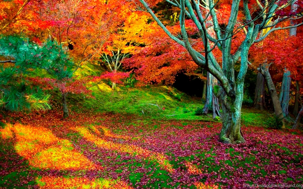 Fall Nature Backgrounds 32337 Hd Wallpapers : Wallpapers13.com