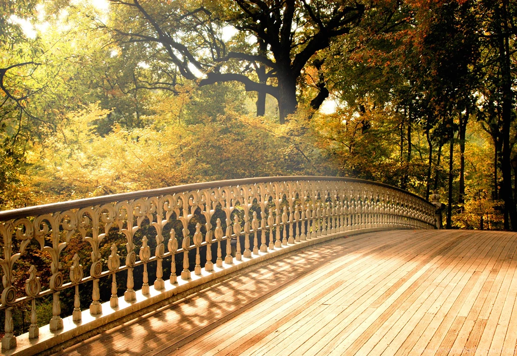 Bridge Wooden Fall Nature Landscapes
