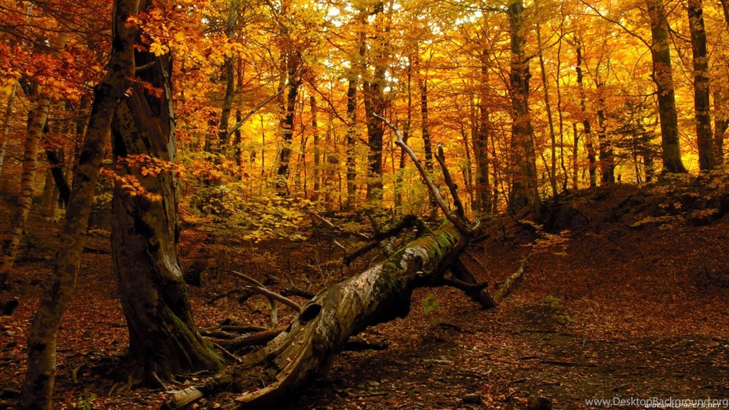 Fall Nature Backgrounds