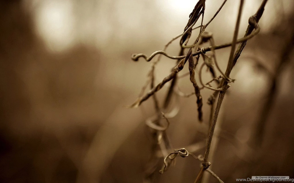 Photographic Wallpaper, Pictures, Photos, Images & Pics