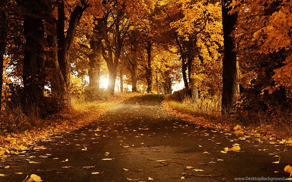 Path In The Dense Jungle Photography Wallpapers 2 - Landscape ...