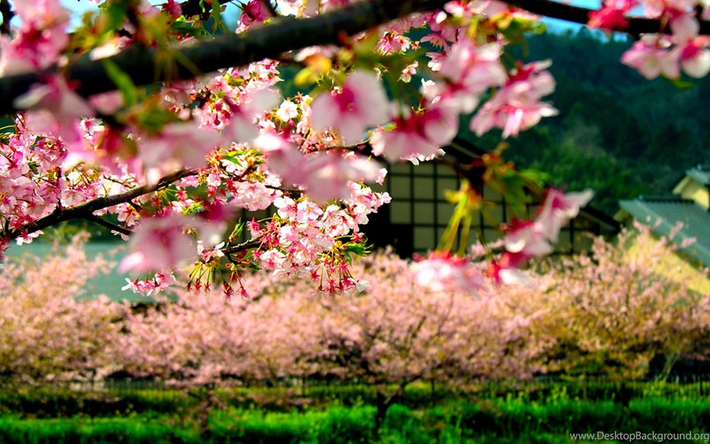 Japanese Style: Houses Photographic Wallpapers Of Cherry Blossoms ...
